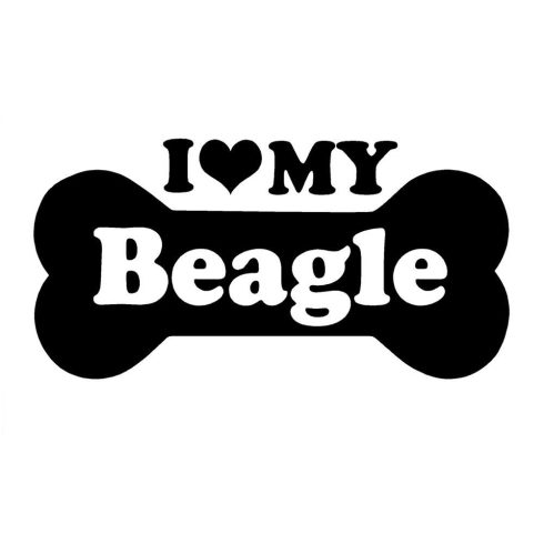 Beagle matrica 6