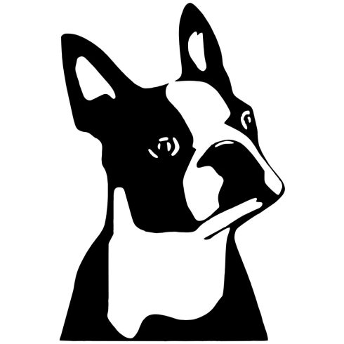 Boston terrier matrica 2