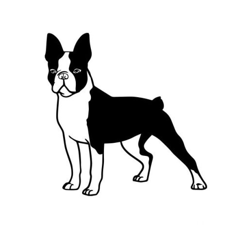 Boston terrier matrica 6