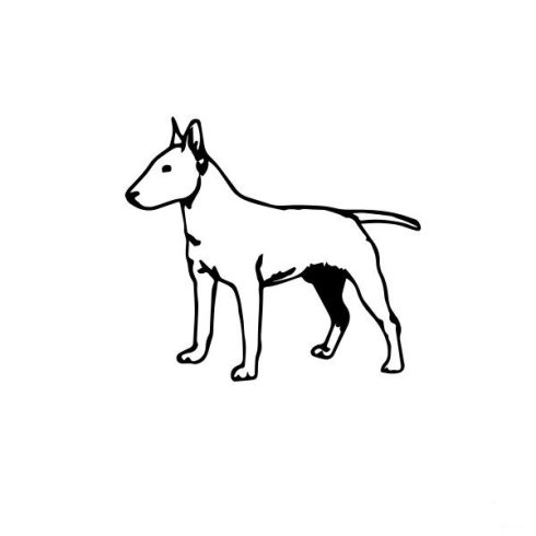 Bullterrier matrica 8