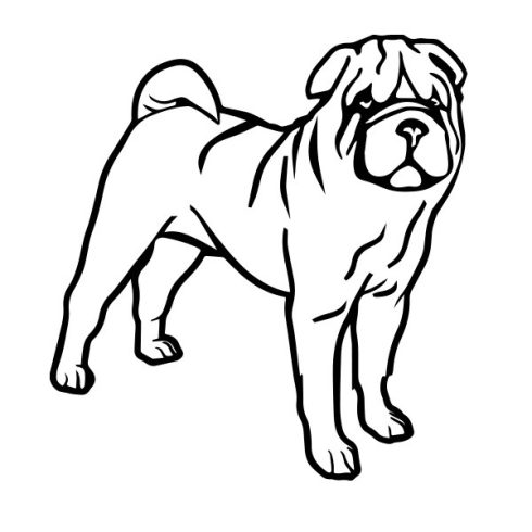 Shar pei matrica 6