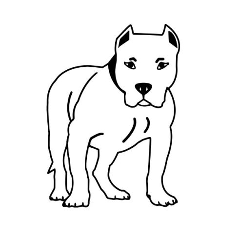 Amstaff matrica 5