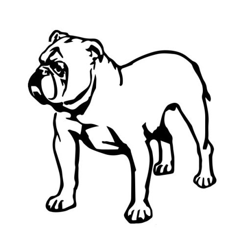 Angol bulldog matrica 15