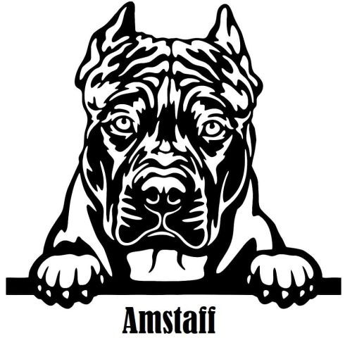 Díszes Amstaff matrica