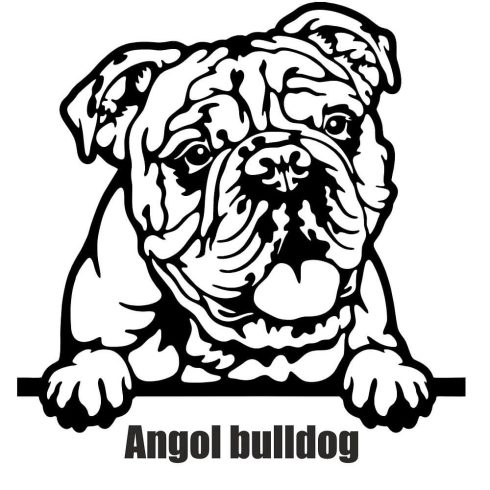 Angol bulldog matrica 30 cm