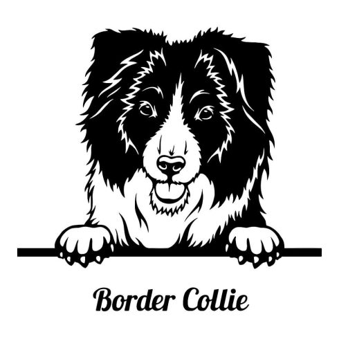 Border collie matrica 11