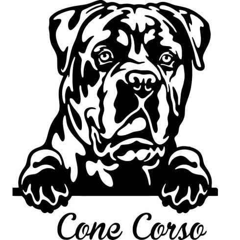 Cane corso matrica 13