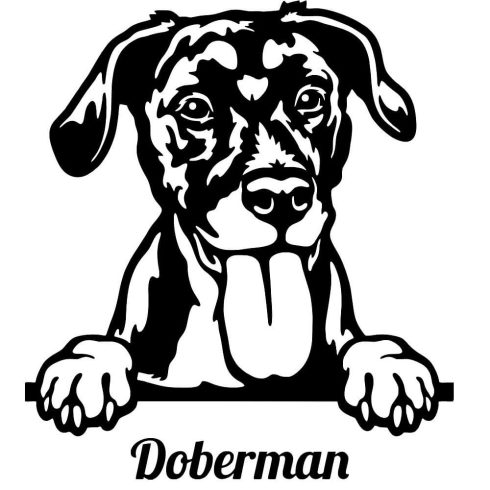 Dobermann matrica 30 cm