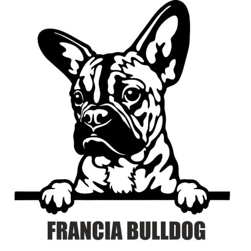 Francia bulldog matrica 30 cm