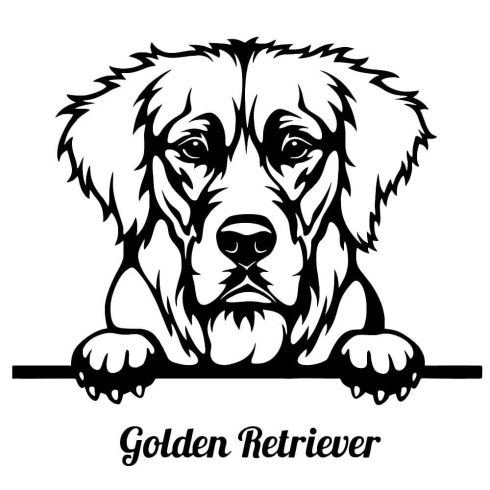 Golden retriever matrica 9