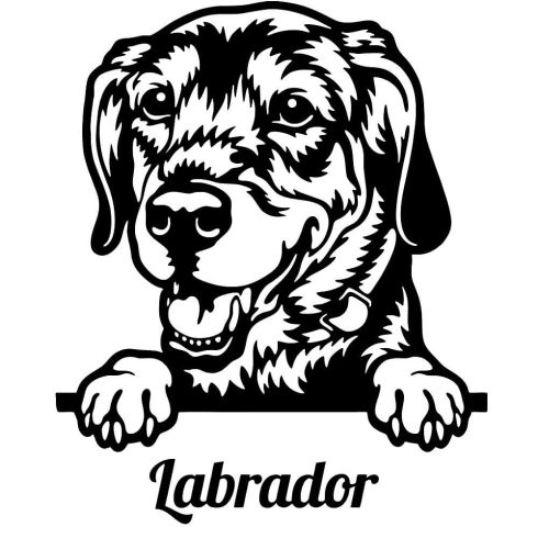 Labrador matrica 24