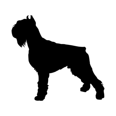 Schnauzer matrica 13