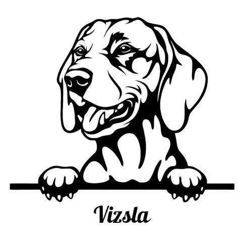 Vizsla matrica 16