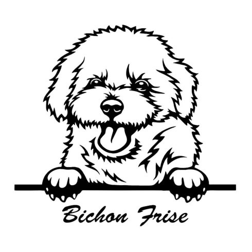 Bichon Frise matrica 2