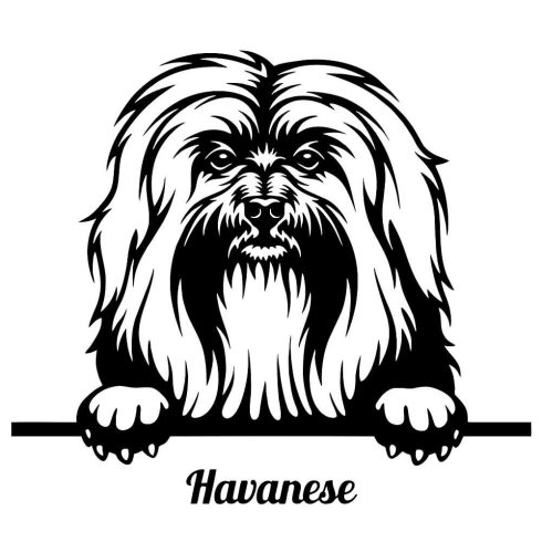 Bichon Havanese matrica 1