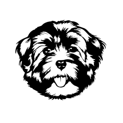 Bichon Havanese matrica 2