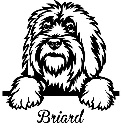 Briard matrica 1