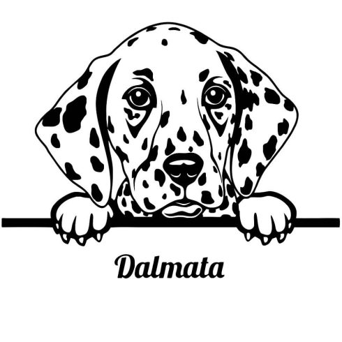 Dalmata matrica 4