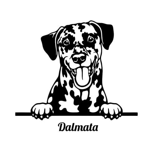 Dalmata matrica 6